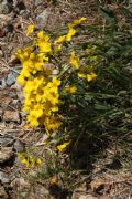 Linum campanulatum